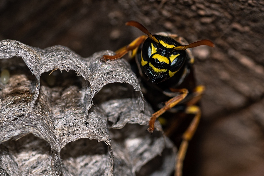 Bees or Wasps Nests Around Your Outdoor HVAC Equipment? It’s Time to Make a Service Call!